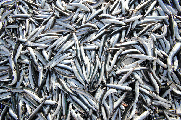 istock Anchovies 484850494