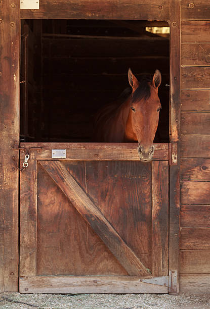 istock Brown bay horse in a stable 484852592