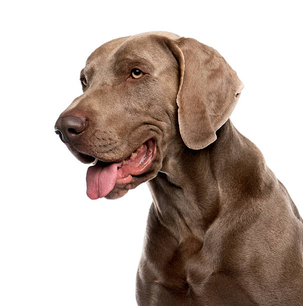 istock Close-up of Weimaraner (2 years old) 484855460