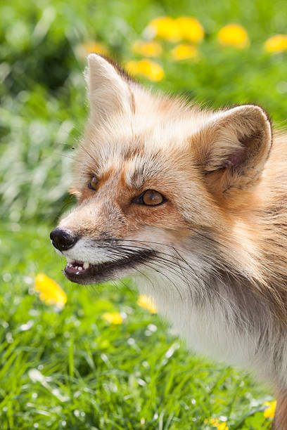 fox in meadow stock photo