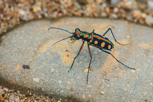 Tiger beetle or Cosmodela aurulenta on ground close up