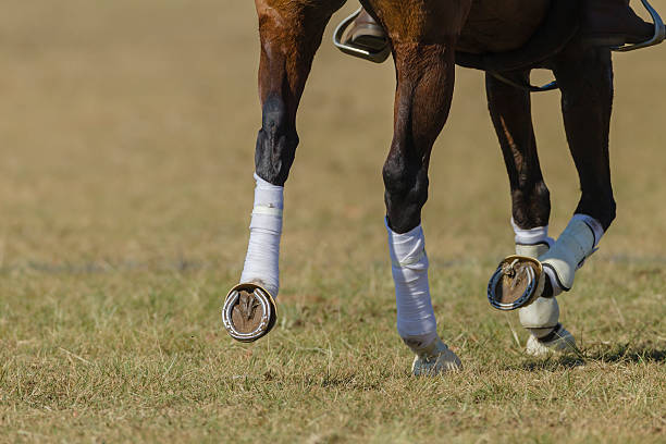 istock Horse Legs Shoes 484856308