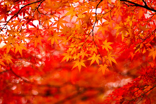 Falling oak leaves. Panoramic view.