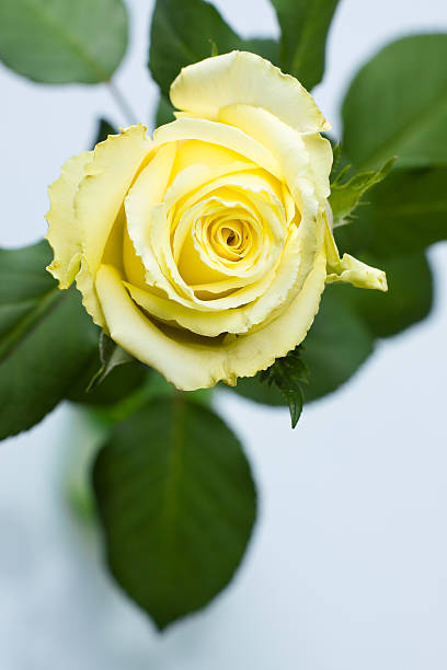 yellow rose top view stock photo