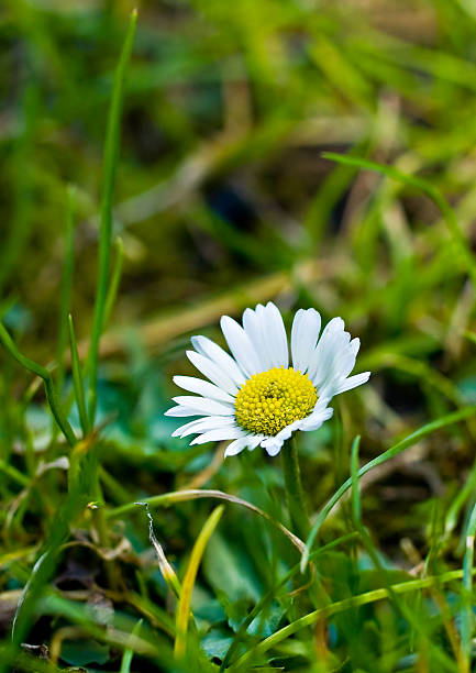 The first daisy stock photo