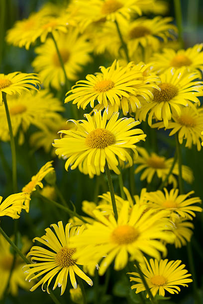 yellow flowers stock photo