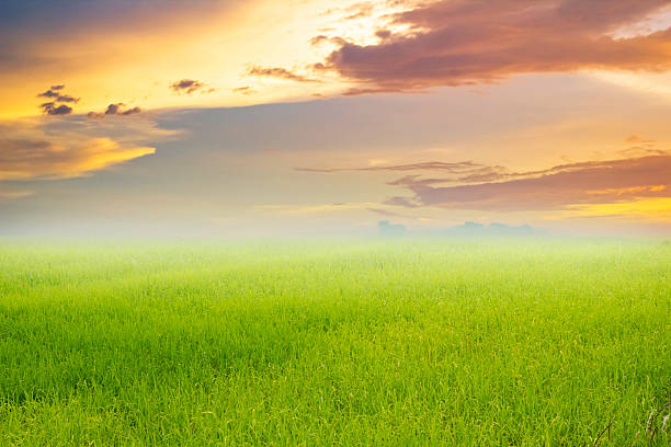 istock Nature Bright spring with rice field background and sunset 484861696