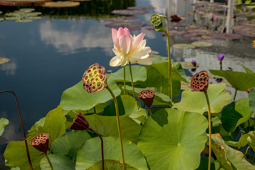 lotus pods in a pond