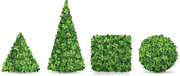 Boxwood shrubs of different topiary forms Boxwood shrubs of different forms. Topiaries in the shape of a pyramid, sphere, cube. Decorative elements of the garden landscaping. boxwood stock illustrations