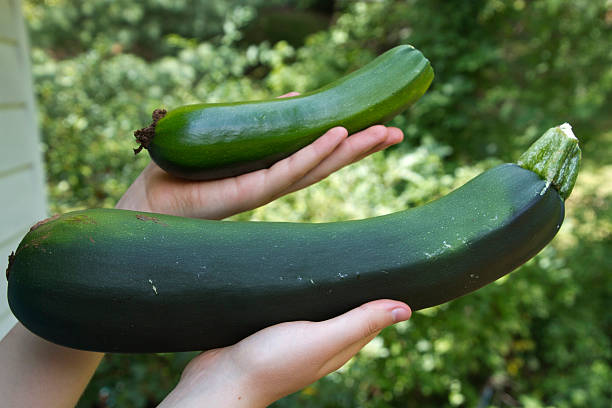 Mother of All Zucchini stock photo