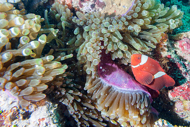 istock Red Clown fish in anemone Raja Ampat Papua 484863114
