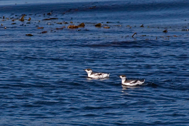 A Pair of Marbled Murrelet swimming in the North Pacific