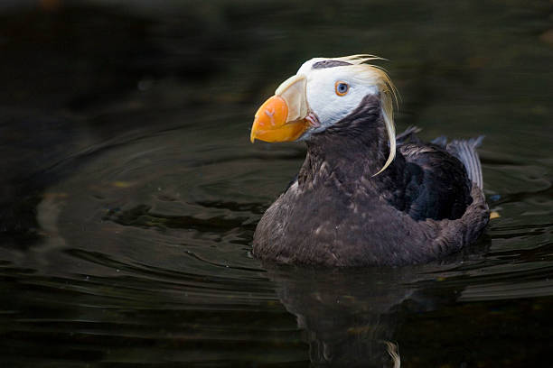 istock Close view of a Tufted Puffin 484863364