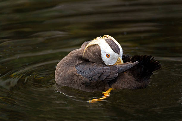 istock Close view of a resting Tufted Puffin 484863370