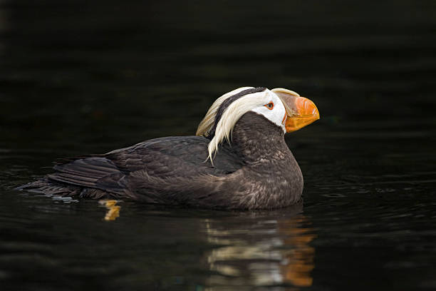 Close view of a colorful Tufted Puffin