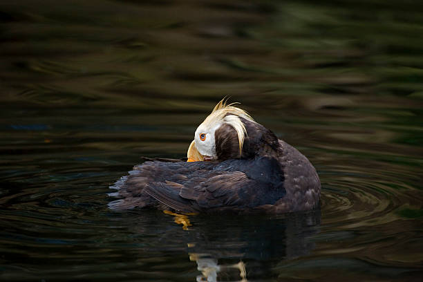istock Close view of a resting Tufted Puffin 484863380
