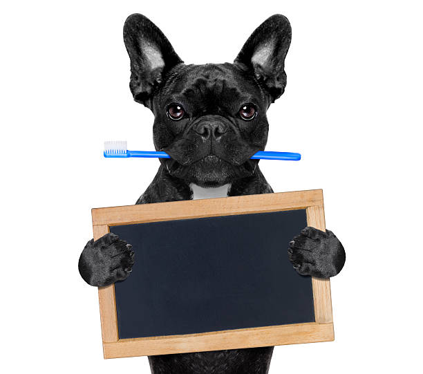istock dental toothbrush dog 484863554