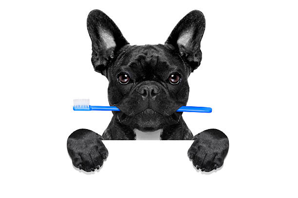 dental toothbrush dog