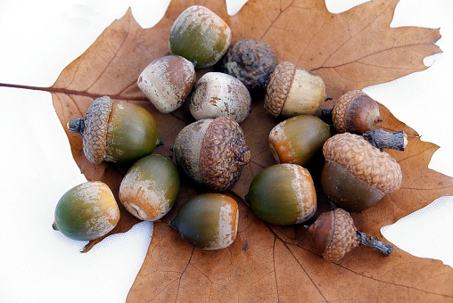 brown,ripe seeds acorns of red oak tree