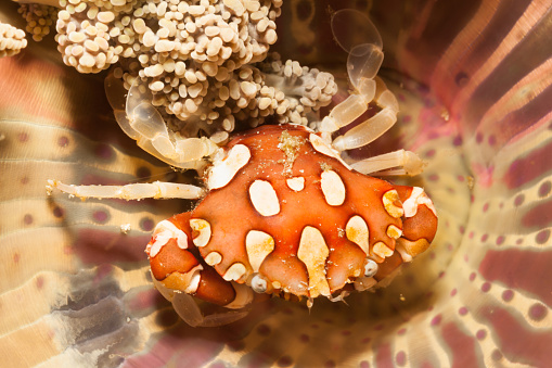 Harlequin Crab Lissocarcinus orbicularis, Burrowing Sea Anemone, South Komodo, Indonesia