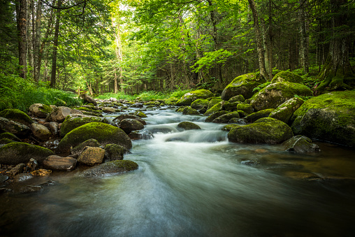 Magical stream in the heart of the green forest