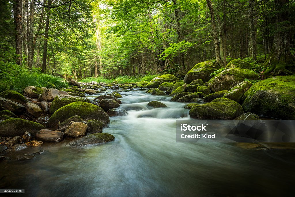 Magical stream in the heart of the green forest Nature beauty of the forest. Stream in the heart of the green moss forest. Mountain stream. River Stock Photo