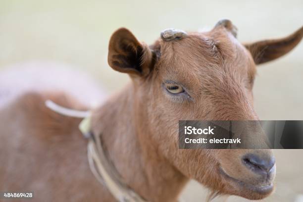 Foto de Baa e mais fotos de stock de 2015 - 2015, Agricultura, Animal de Fazenda
