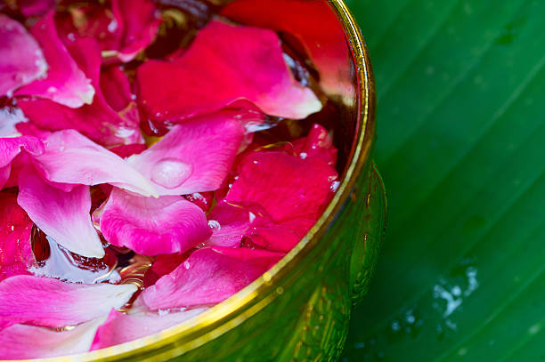 Pink rose petals in golden bowl with green leaf background, for water festival  or spa.