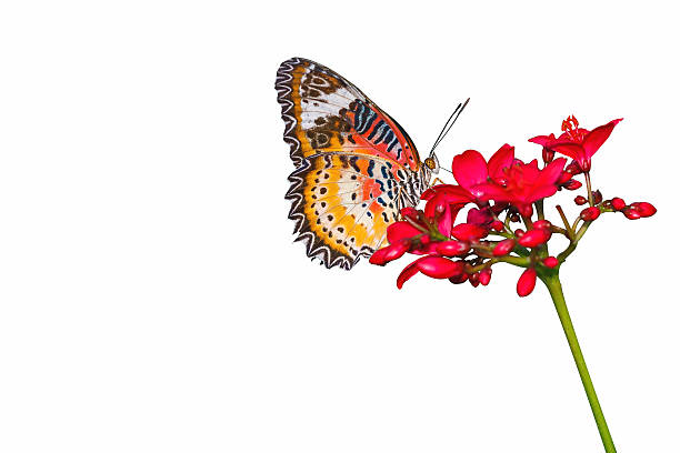 istock Leopard Lace Butterfly (Cethosia cyane) Isolated on White Background 484870398