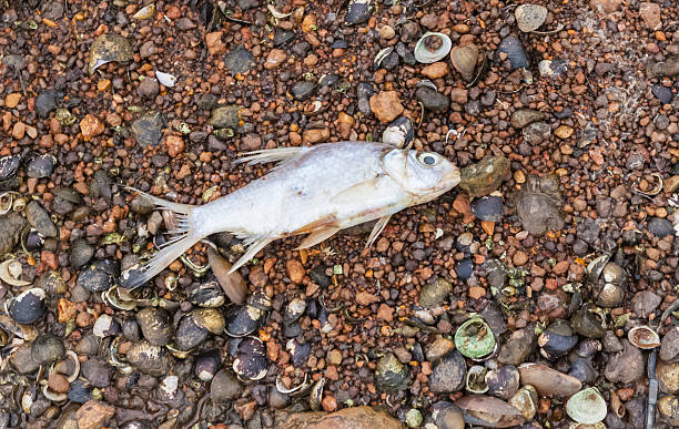istock Dying fish (bream) on shoal close up 484870584
