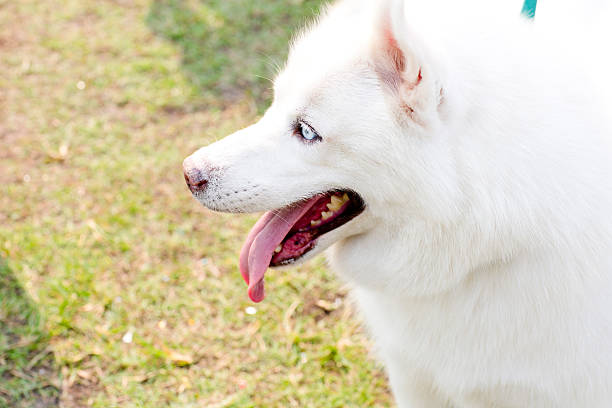 istock Cute little siberian husky puppy 484873844