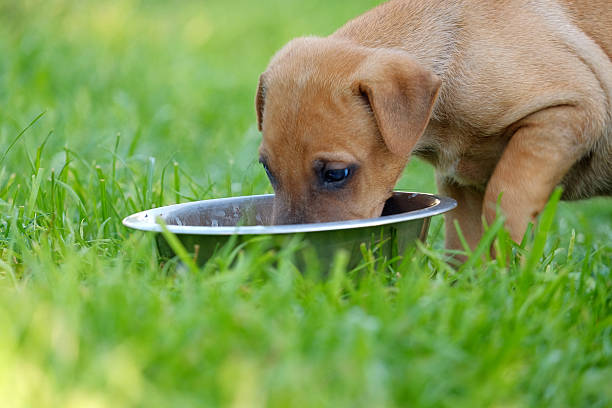 istock Puppy and a bowl 484874126