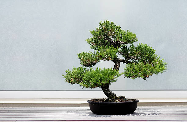 Bonsai Tree Bonsai Tree on a wooden shelf with extra copy space for your design. bonsai tree stock pictures, royalty-free photos & images