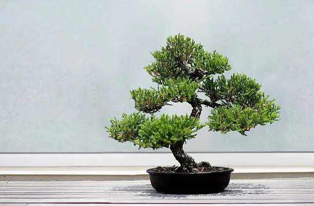 Bonsai Tree on a wooden shelf with extra copy space for your design.