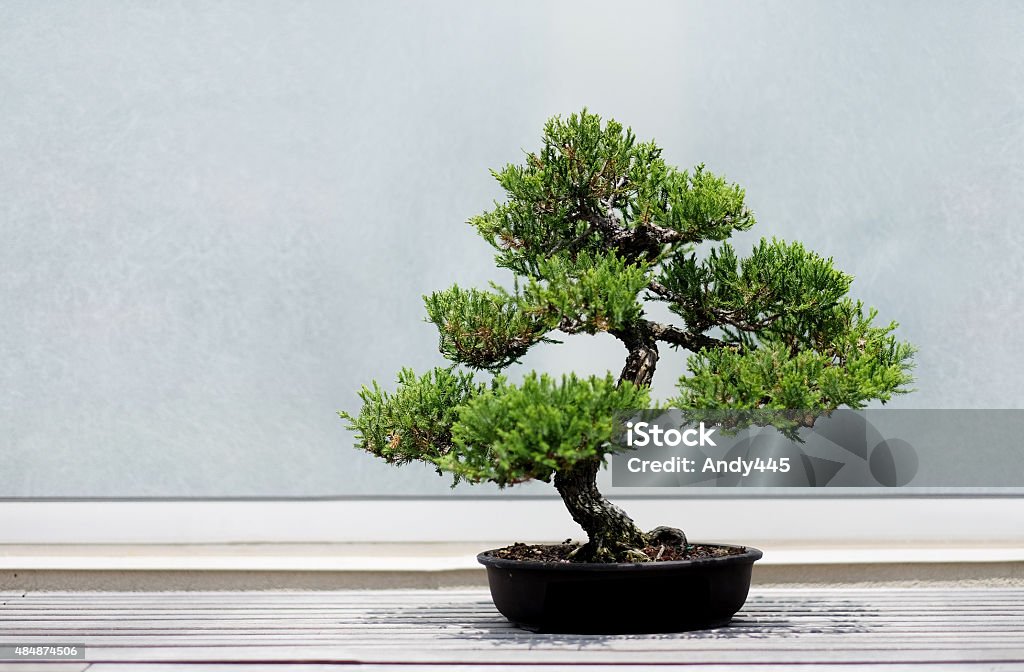 Drzewo Bonsai - zdjęcia stockowe i więcej obrazów Drzewo bonsai - Drzewo  bonsai, Jałowiec, W domu - iStock