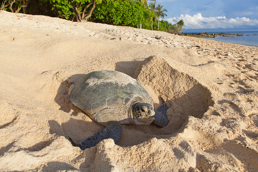 Green turtle (Chelonia mydas) laying her eggs and covering her nest on the beach in the daytime. Island Park (Taman Pulau Penyu) in Sabah, Borneo in Malaysia. Selingan Island