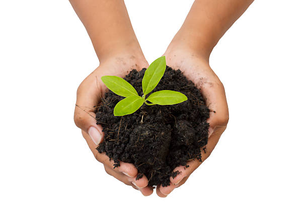 istock two hands hold and caring a young green plant 484875074