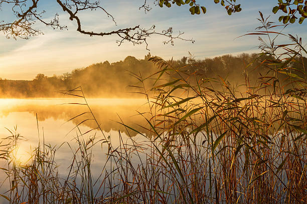 reeds в water's edge и осенью утром туман - waters edge lake beach tree стоковые фото и изображения