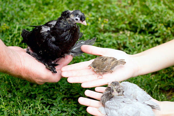 istock Two doves and sparrows Young on the palms 484875226