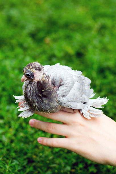 istock Dove chick on hand against the background of grass 484875252
