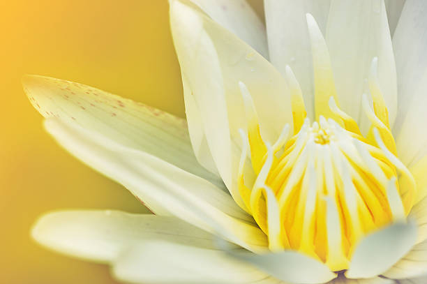 istock Close up beautiful lotus flower 484875500