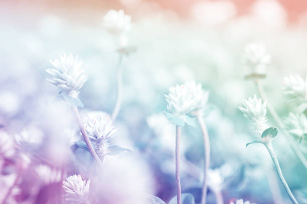istock Sweet color flowers in bokeh texture soft blur for background 484875656