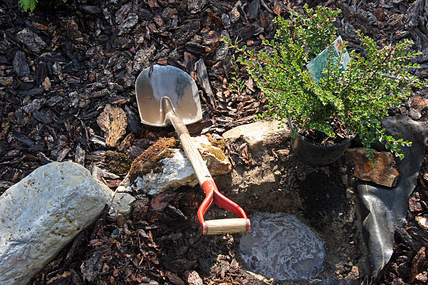 istock How To Dig A Hole For Planting The Perennial Shrub 484875766