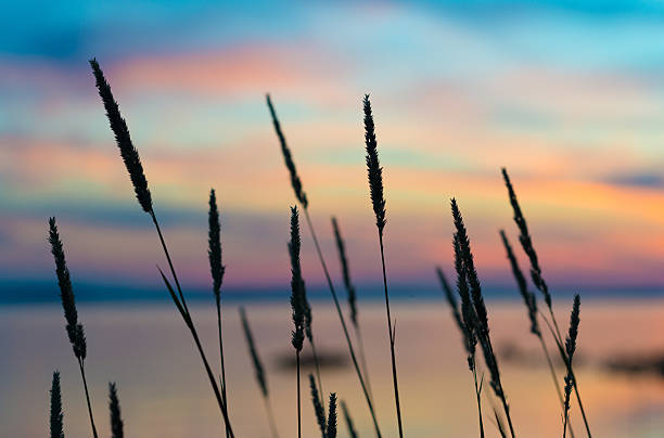 Reeds swaying in breeze against sunset seaside backdrop