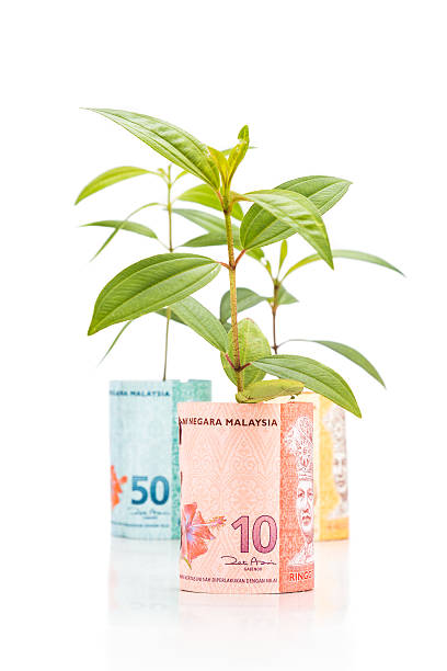 istock Concept of green plant grow on Malaysia Ringgit currency note 484878680