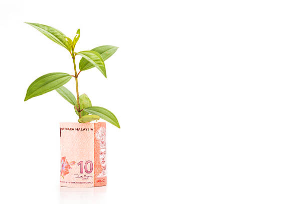 istock Concept of green plant grow on Malaysia Ringgit currency note 484878682