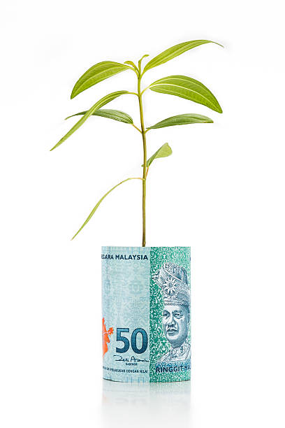 istock Concept of green plant grow on Malaysia Ringgit currency note 484878686