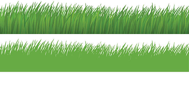 원활한 잔디 - long leaf grass blade of grass stock illustrations