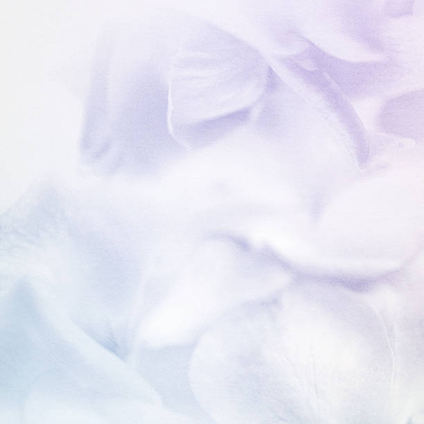 istock colorful petal flower in soft and blur style 484880100