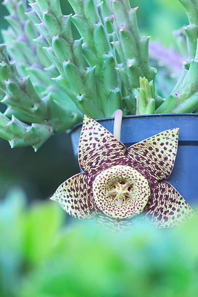 istock Amazing star flower, sort of cactus 484880298